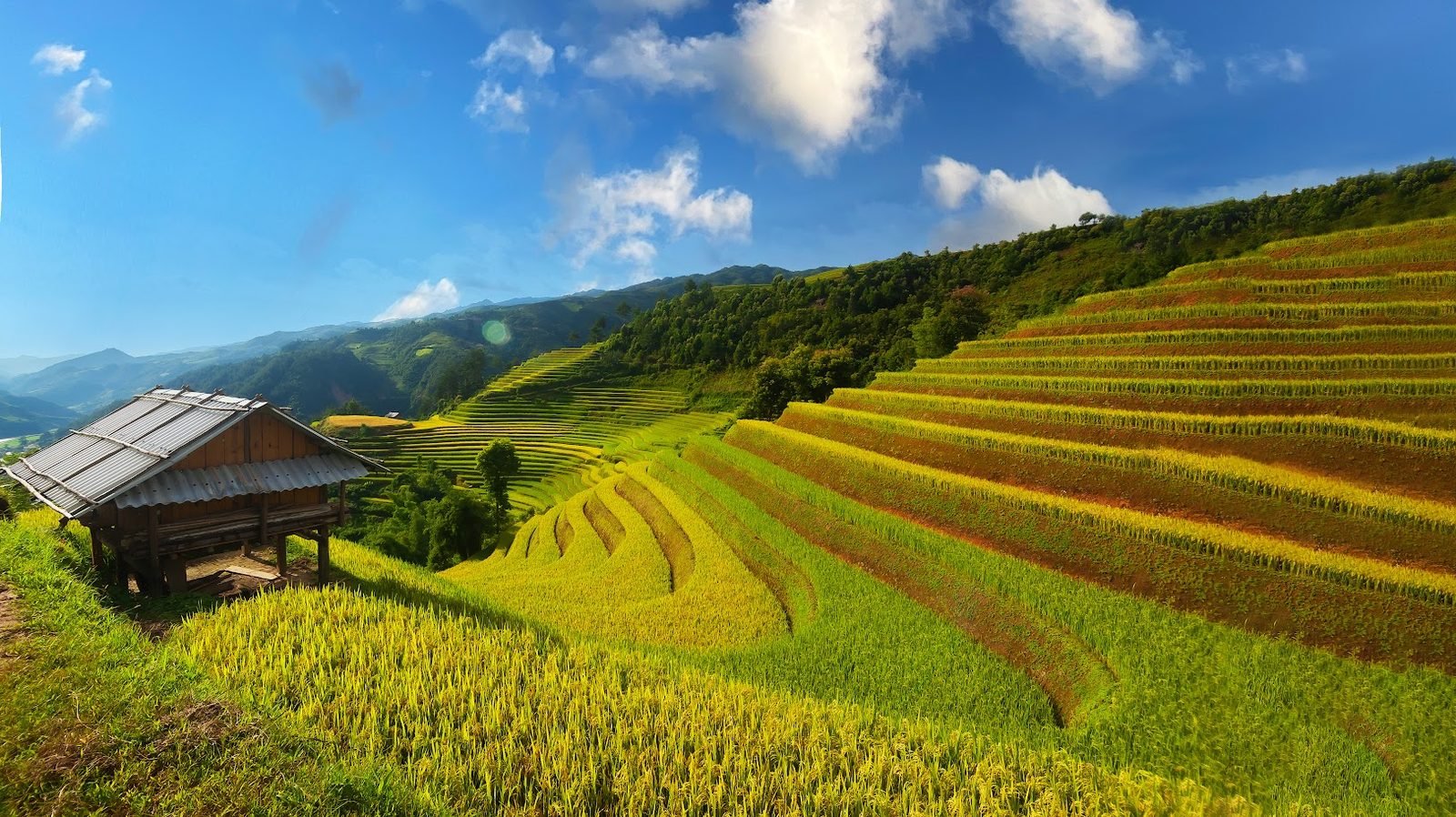 Ruộng bậc thang mùa lúa chín vàng