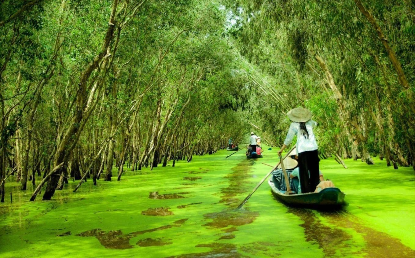Rừng tràm Trà Sư mặt nước phủ đầy bèo xanh